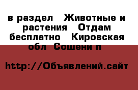  в раздел : Животные и растения » Отдам бесплатно . Кировская обл.,Сошени п.
